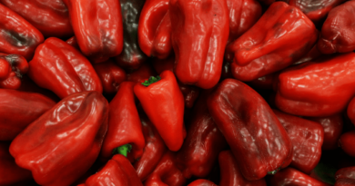 Ajvar iz rerne bez pečenja i ljuštenja paprika trenutno je najtraženiji recept na Balkanu